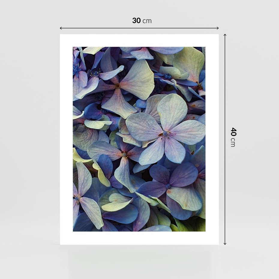 Plakat bez ramy 30x40 - Hortensja - delikatność kwiatów - hortensja, kwiaty
