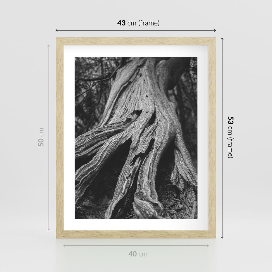 Plakat w ramie 40x50 - Siła Natury - czarno biała fotografia, korzenie wielkiego drzewa - rama drewno