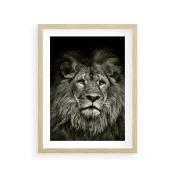 Plakat w ramie 50x70 - Moc lewego spojrzenia - lew, czarno - rama drewno