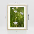 Plakat w ramie 30x40 - Kolorowa łąka - stokrotki, łąka - rama drewno