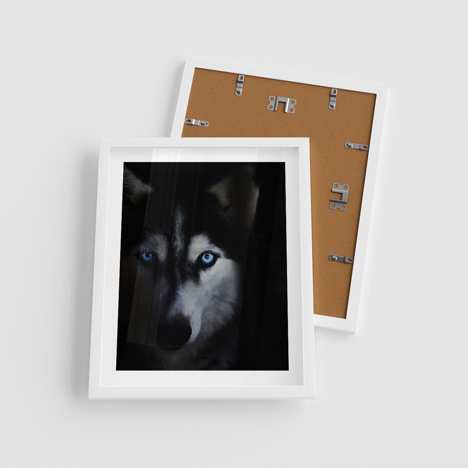 Plakat w ramie 40x50 - Wilk i husky: siła przyjaźni - wilk, husky - rama biała