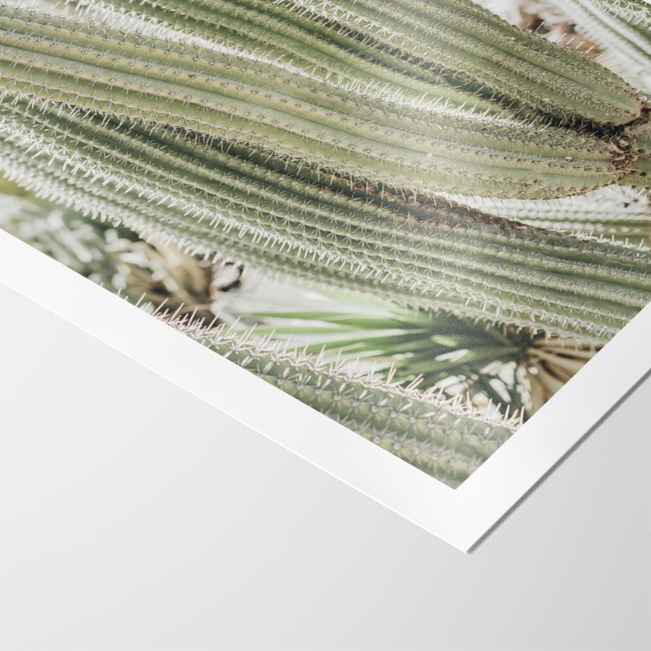 Plakat bez ramy 21x30 - Duże Kaktusy w Pejzażu - kaktus, duże kaktusy na pustyni