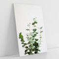 Obraz na płótnie 50x70 - Żywa eukaliptusowa zieleń - eukaliptus, zielone