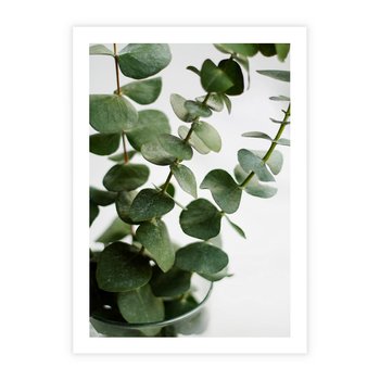 Plakat bez ramy 50x70 - Zielone eukaliptusy - eukaliptus, liście