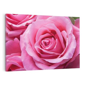 Obraz na płótnie 100x70 - Róża Wspaniałości - róża, kwiat