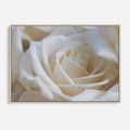 Obraz w ramie 100x70 - Białe róże piękności - białe, róże - rama drewno