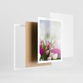 Plakat w ramie 50x70 - Tulipany w pełnym rozkwicie - tulipany, kwiaty - rama biała