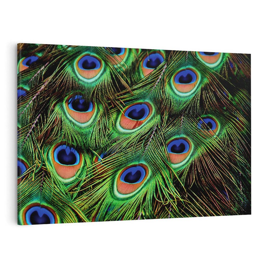 Obraz na płótnie 100x70 - Pawi Ogon - Piękno i Wspaniałość - paw, pióra