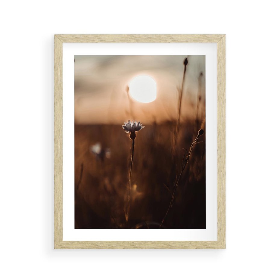 Plakat w ramie 40x50 - Spokój łąki pod zachodem słońca - zachód, słońca - rama drewno