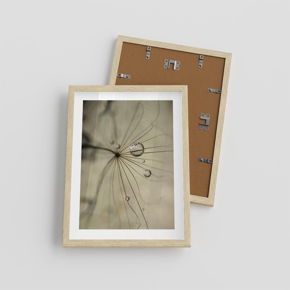 Plakat w ramie 30x40 - Delikatność dmuchawców - dmuchawce, krople - rama drewno