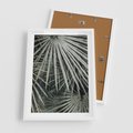 Plakat w ramie 50x70 - Ujęcie Tropikalnej Natury - palmy, liście palmy - rama biała