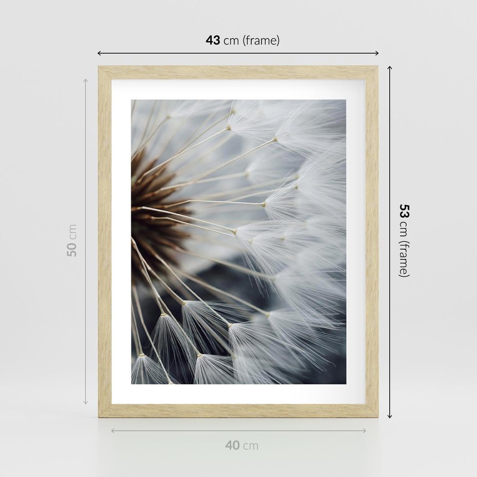 Plakat w ramie 40x50 - Dmuchawce w Naturze - dmuchawiec, zbliżenie - rama drewno