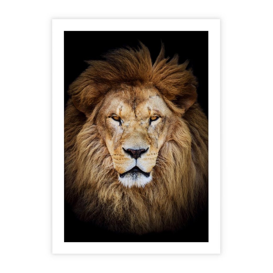 Plakat bez ramy 30x40 - Król zwierząt w majestatycznym stylu - lew, król