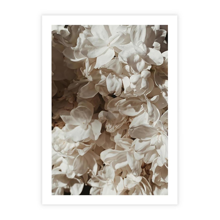 Plakat bez ramy 30x40 - Płatki w Detalu - białe kwiaty, zbliżenie