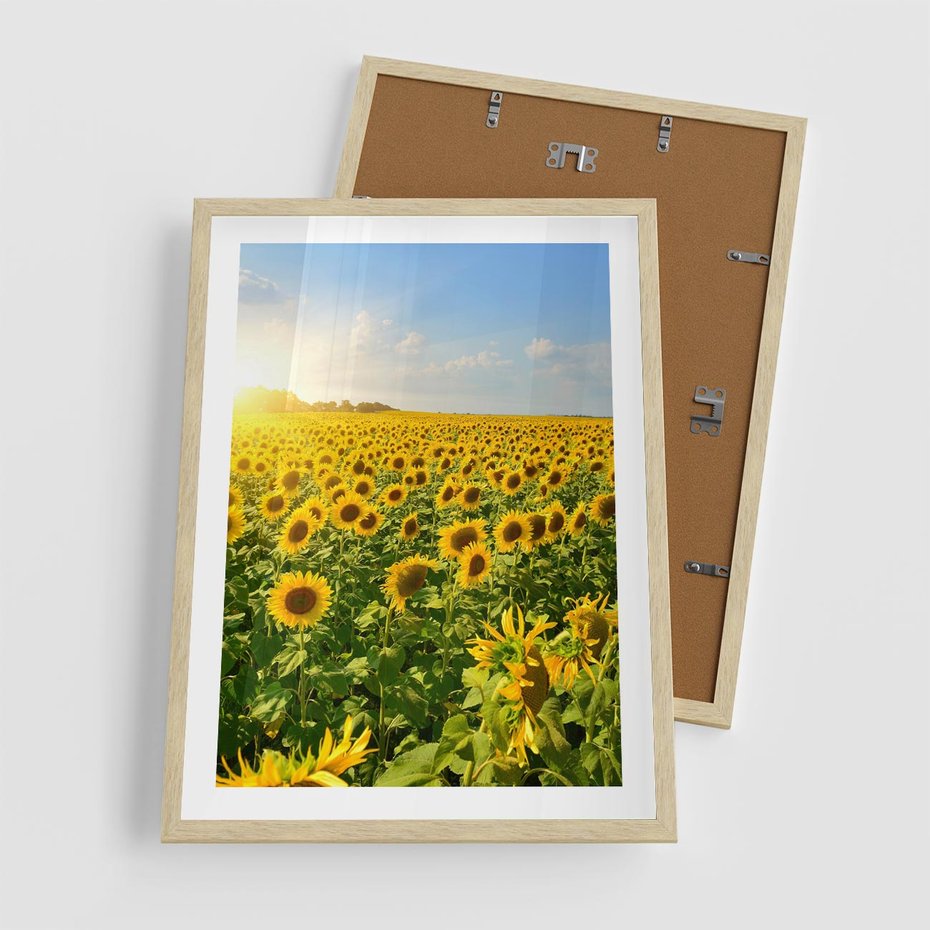 Plakat w ramie 50x70 - Idylla na łące słoneczników - łąka, słoneczniki - rama drewno