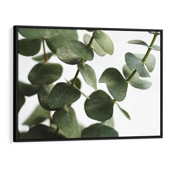 Obraz w ramie 70x50 - Zielone eukaliptusy - eukaliptus, liście - rama czarna
