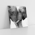 Obraz na płótnie 60x60 - Spotkanie Mądrości - fotografia czarno biała, dwa słonie