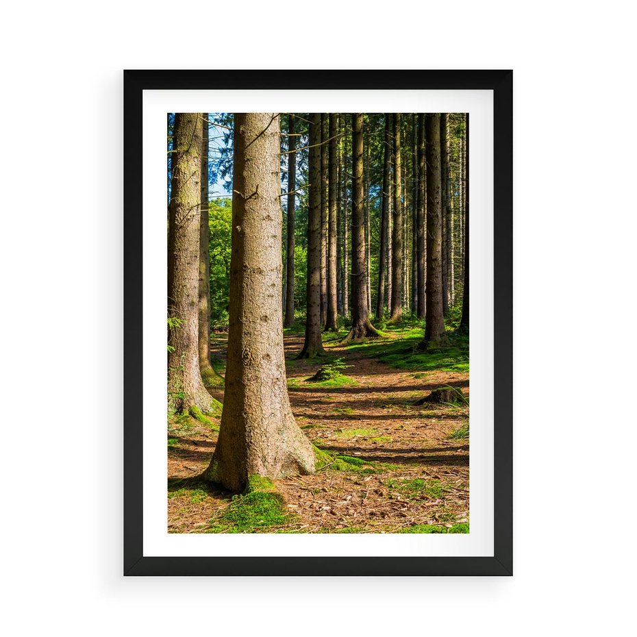 Plakat w ramie 50x70 - Las: harmonia natury - las, drzewa - rama czarna