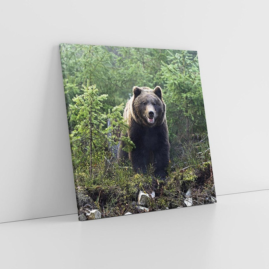 Obraz na płótnie 40x40 - Spotkanie z Niedźwiedziem w Lesie - niedźwiedź, las