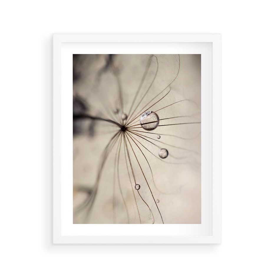 Plakat w ramie 40x50 - Makro Uroda: Kropla na Dmuchawcu - zbliżenie makro, kropla wody na ziarenku dmuchawca - rama biała