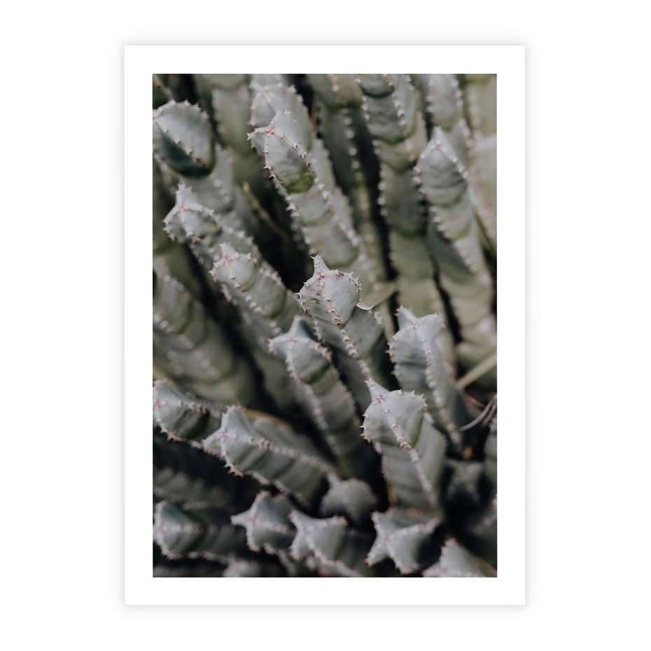 Plakat bez ramy 21x30 - Boho kaktusy na pustyni - kaktusy, pustynia