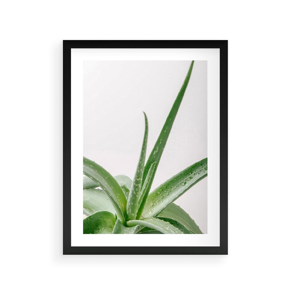 Plakat w ramie 30x40 - Zielone Piękno - aloes, liście - rama czarna