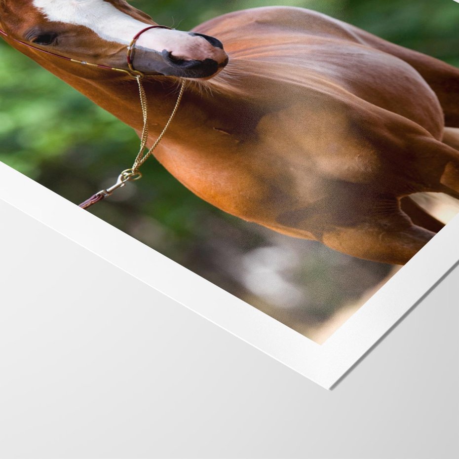 Plakat bez ramy 40x50 - Portret Szlachetnego Konia - koń, portret