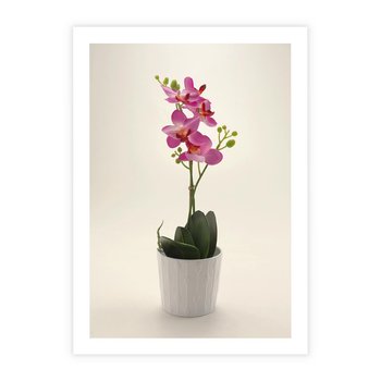 Plakat bez ramy 40x50 - Delikatność storczyka orchidei - storczyk, orchidea