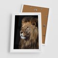 Plakat w ramie 50x70 - Władca Dzikiej Przyrody - lew, król - rama biała