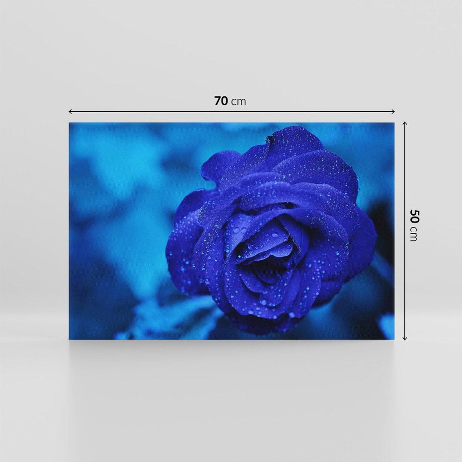 Obraz na płótnie 70x50 - Róża w pełnym rozkwicie - róża, kwiat