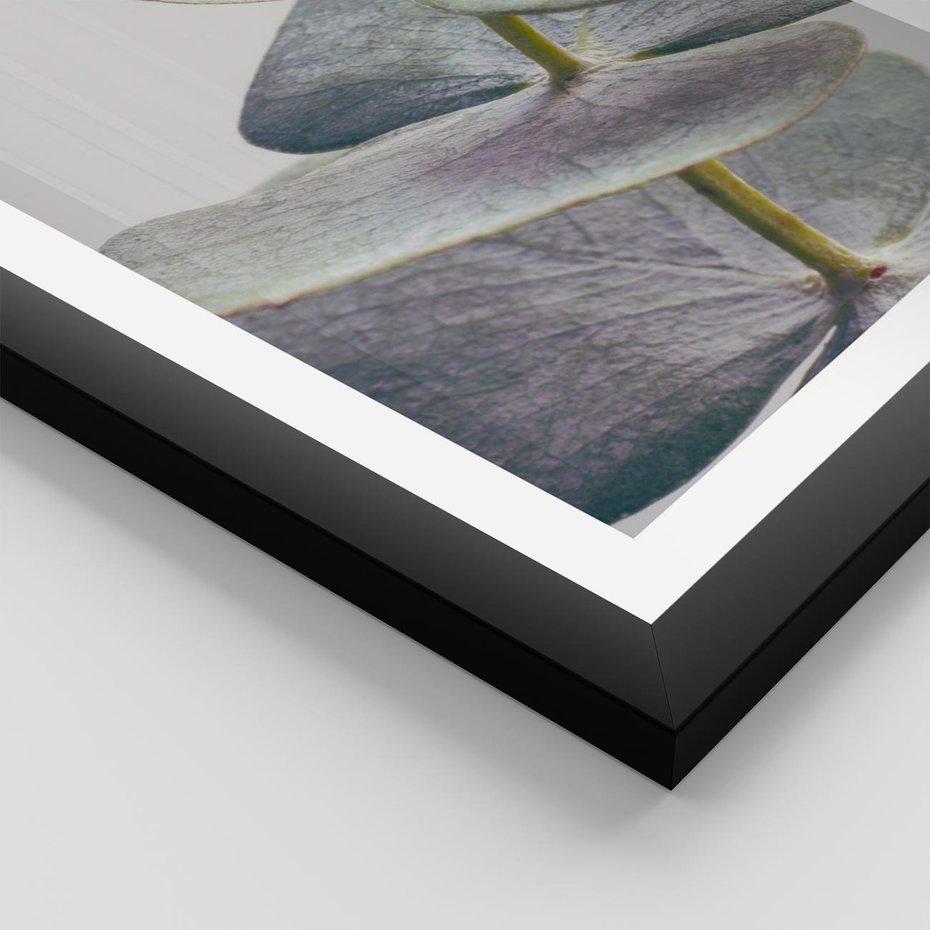 Plakat w ramie 40x50 - Zbliżenie Liści Eukaliptusa - eukaliptus, zbliżenie - rama czarna