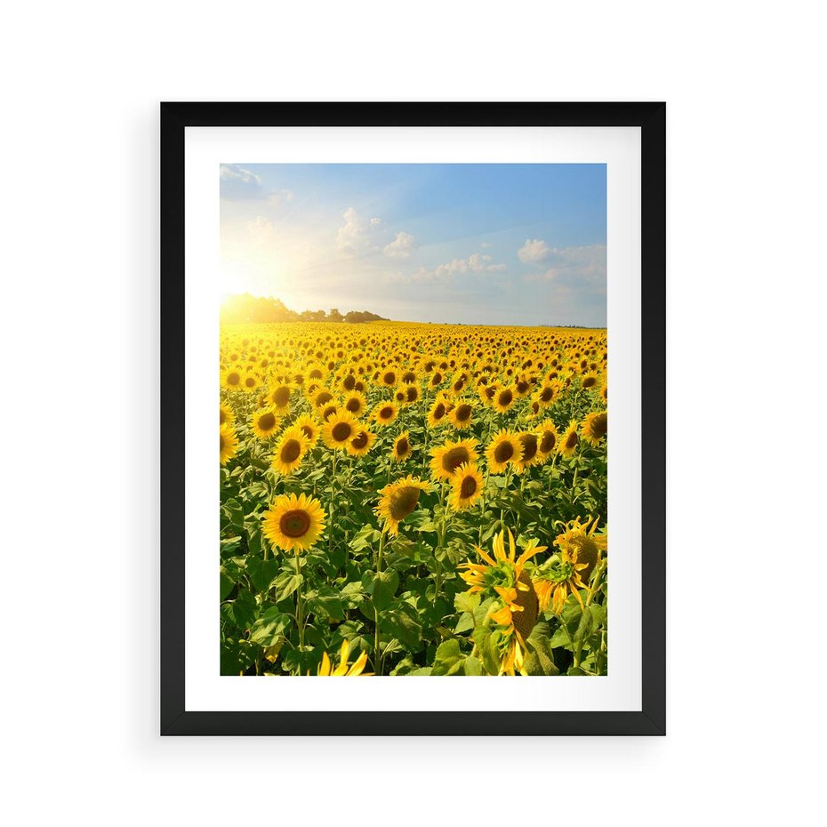 Plakat w ramie 40x50 - Idylla na łące słoneczników - łąka, słoneczniki - rama czarna