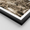 Plakat w ramie 50x70 - Zbliżenie na Kłosy Zboża - zboża, kłosy zboża - rama czarna