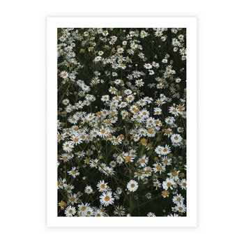 Plakat bez ramy 21x30 - Stokrotkowa Idylla na Łące - łąka, stokrotki