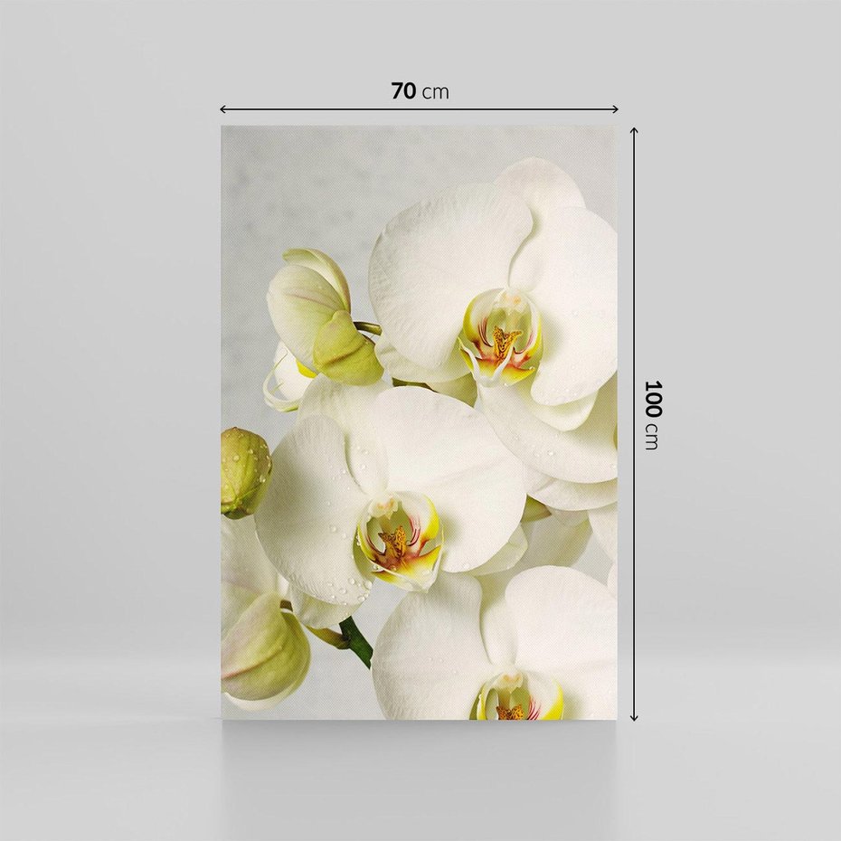 Obraz na płótnie 70x100 - Elegancka uroda orchidei - orchidea, kwiaty
