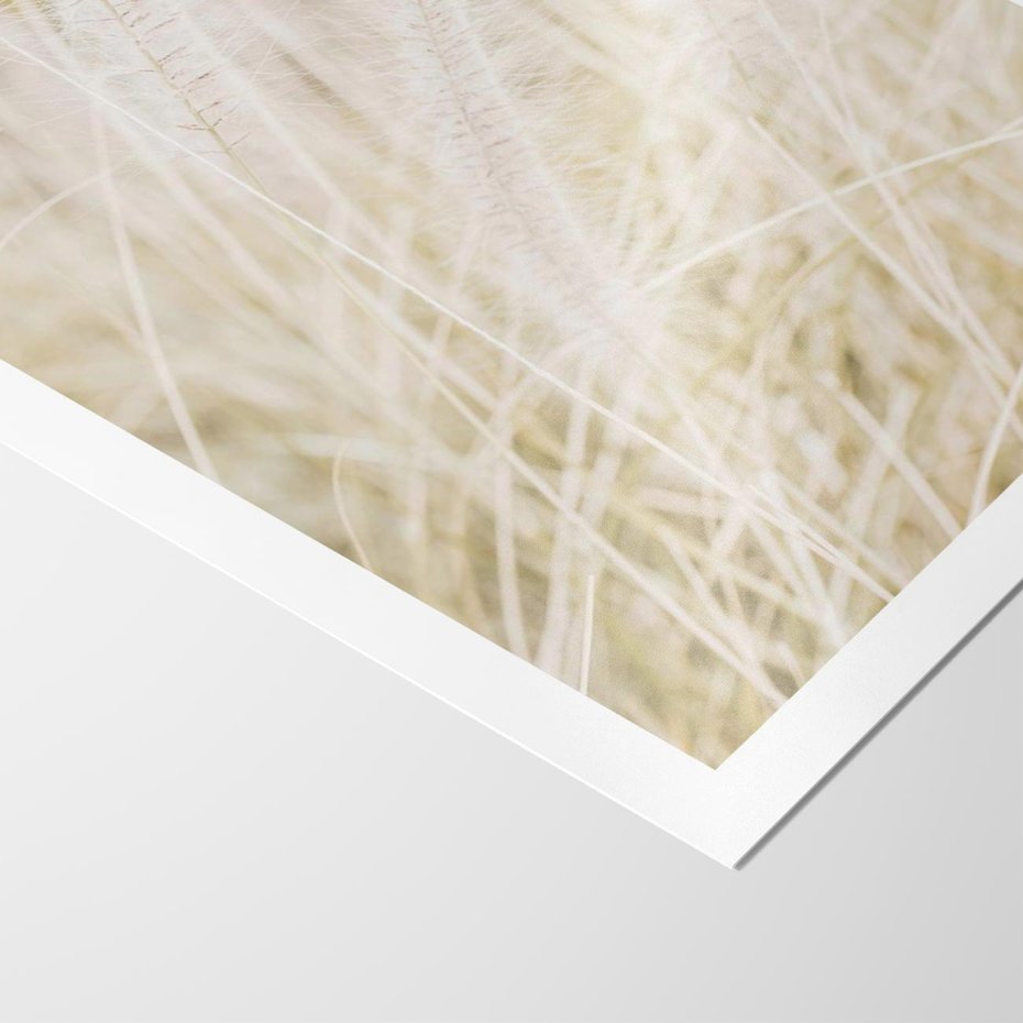 Plakat bez ramy 40x50 - Białe Trawy Pampas - suche trawy, białe trawy