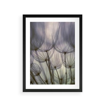 Plakat w ramie 50x70 - Makro dmuchawiec - piękno drobnych detali - dmuchawce, makro - rama czarna