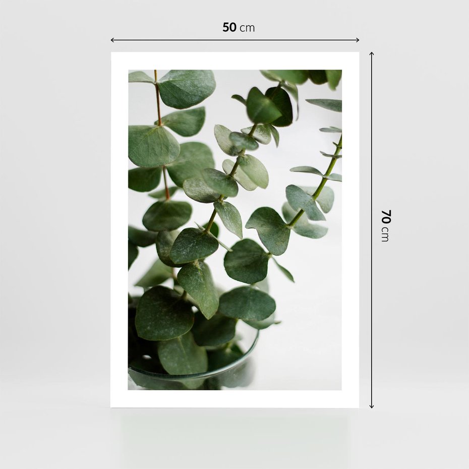 Plakat bez ramy 50x70 - Zielone eukaliptusy - eukaliptus, liście