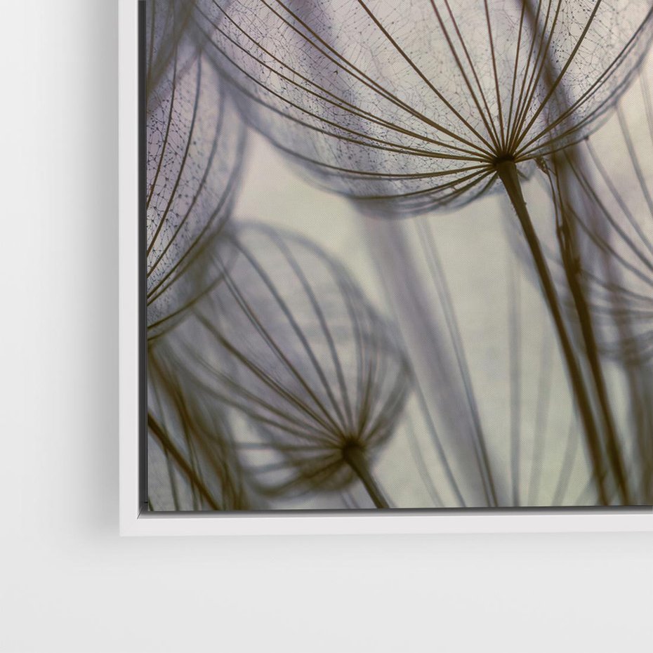 Obraz w ramie 80x80 - Makro dmuchawiec - piękno drobnych detali - dmuchawce, makro - rama biała