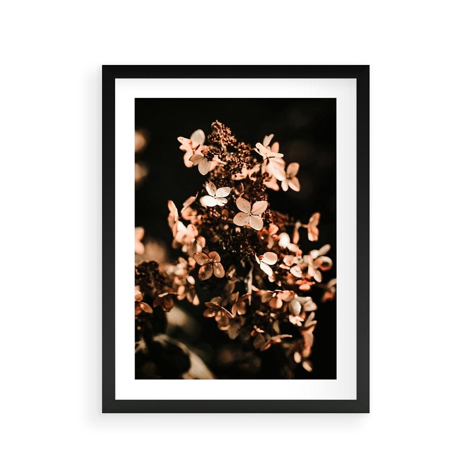 Plakat w ramie 30x40 - Hortensja - Suchy Kwiat w Sztuce - hortensja, suchy kwiat - rama czarna