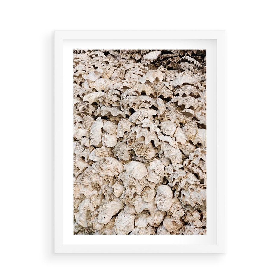 Plakat w ramie 50x70 - Symfonia Natury - kompozycja z białych muszli - rama biała