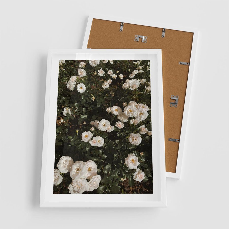 Plakat w ramie 50x70 - Czyste Piękno - białe kwiaty, białe róże - rama biała