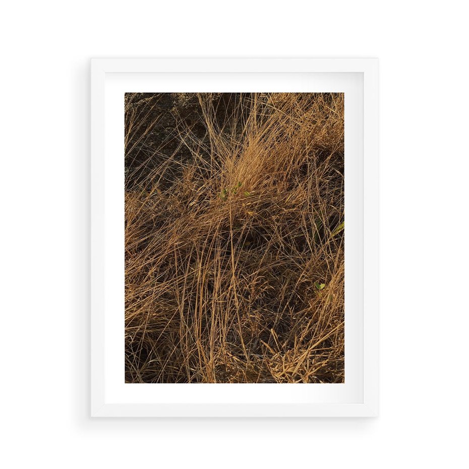 Plakat w ramie 40x50 - Szlachetna Suchość Traw - trawy, suche trawy - rama biała