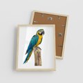 Plakat w ramie 40x50 - Kolorowa papuga w locie - papuga, ptak - rama drewno