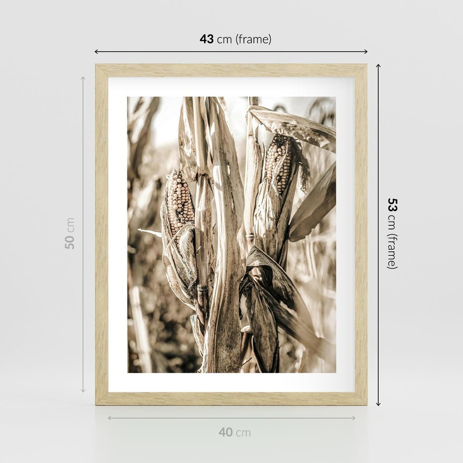 Plakat w ramie 40x50 - Retro Pole Kukurydzy - retro zdjęcie, sepia - rama drewno