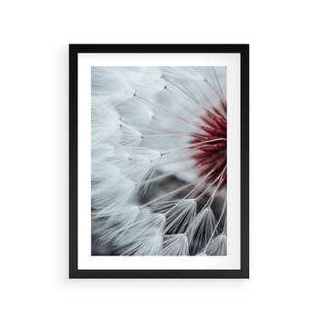 Plakat w ramie 40x50 - Makro Magii Natury - dmuchawiec, zbliżenie makro - rama czarna