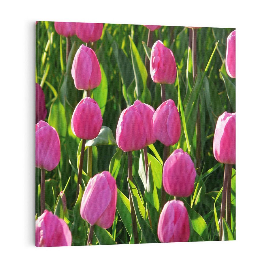 Obraz na płótnie 70x70 - Tulipanowa harmonia - tulipany, kwiaty