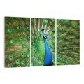 Obraz na płótnie 120x80 - Wspaniałość pawich piór - paw, pióra