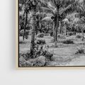 Obraz w ramie 80x80 - Mroczna Ścieżka Tropików - czarno biała fotografia, ścieżka pośród palm - rama drewno