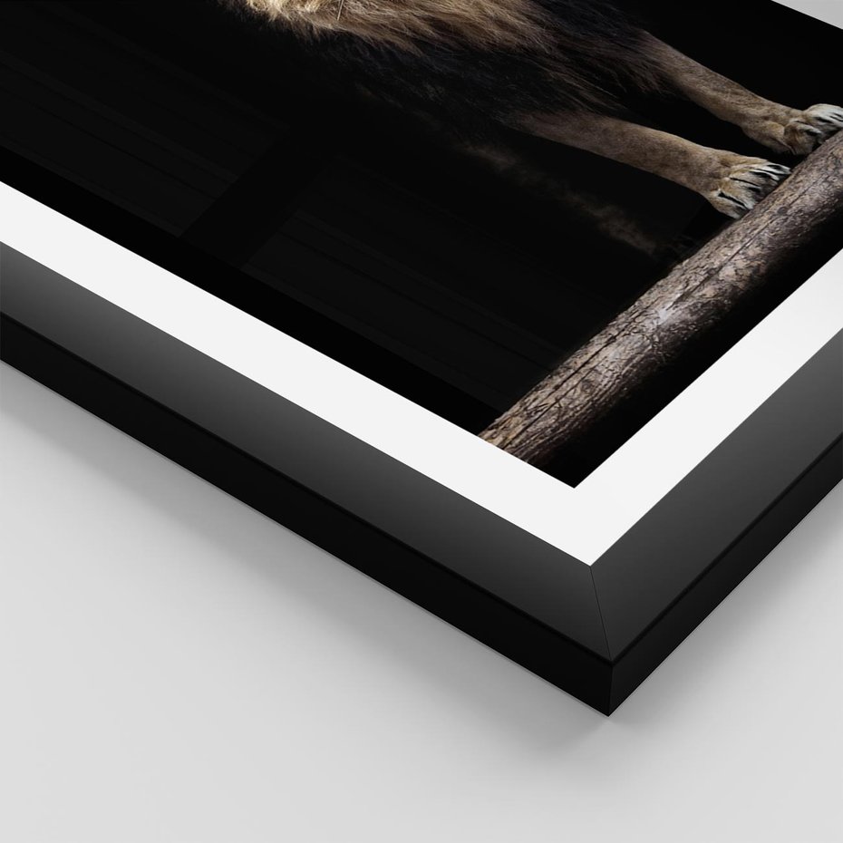 Plakat w ramie 30x40 - Lew: dzikie piękno natury - lew, dzikie - rama czarna